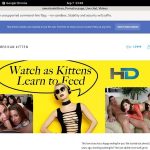 Americankitten.com Accounts And Password